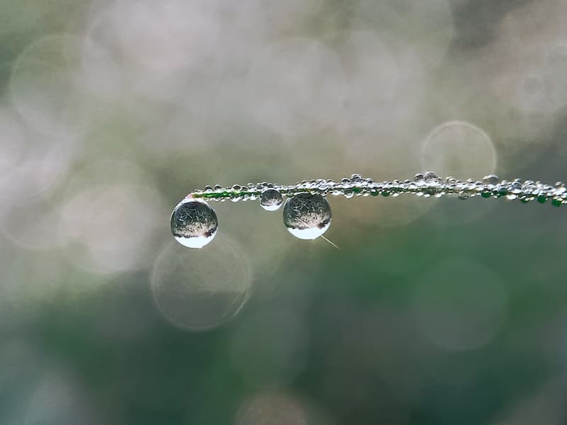 Bazi Ausbildung – feine Tautropfen als Symbol für Klarheit, Spiegelung und Selbsterkenntnis im Bazi