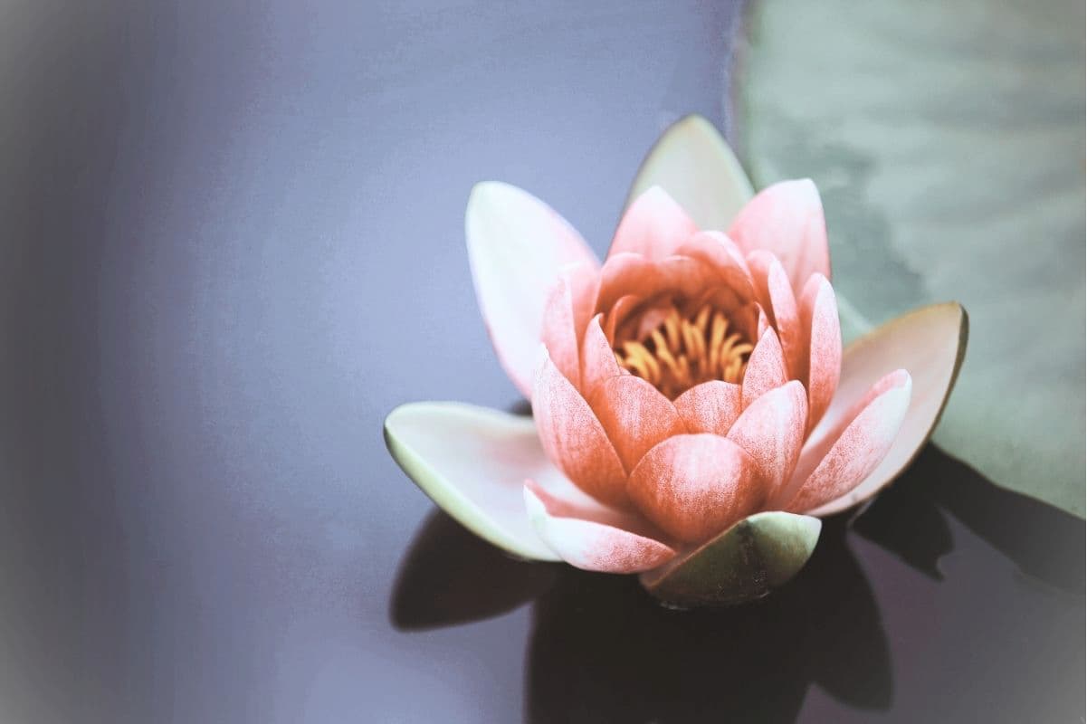 Lotusblüte als Symbol für die Entfaltung des eigenen Potenzials in der Bazi Wisdom Academy® von Maria Kosmala