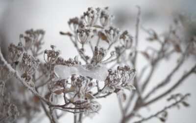 Zeitqualität Januar 2026 – Yin Erde Büffel und der innere Winter