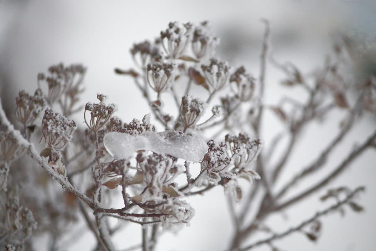 Vereiste Pflanze im Winter als Symbol für innere Ruhe und Rückzug – Zeitqualität Januar 2026 im Zeichen des Yin Erde Büffels