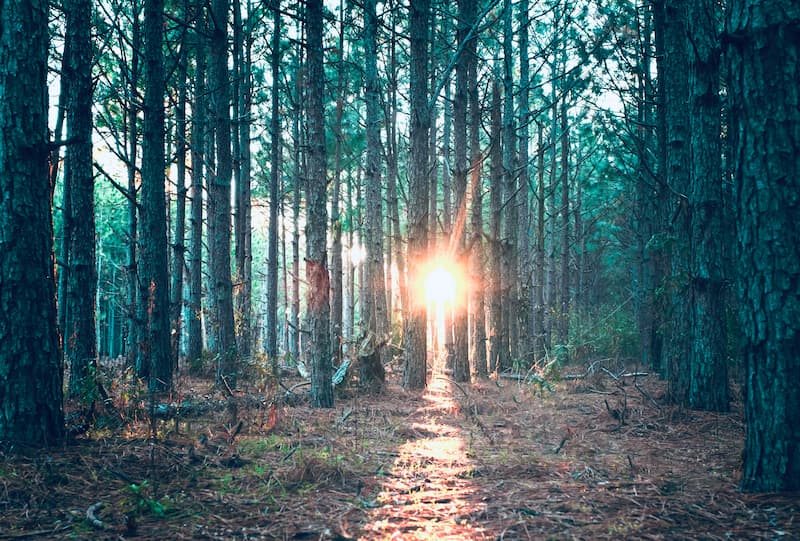 Bazi Wisdom 2 – Wachse in deine wahre Größe 3 Lichtweg im Wald bei Sonnenaufgang – Symbol für Erkenntnis, Intuition und innere Führung im Modul 3 der Bazi Ausbildung.