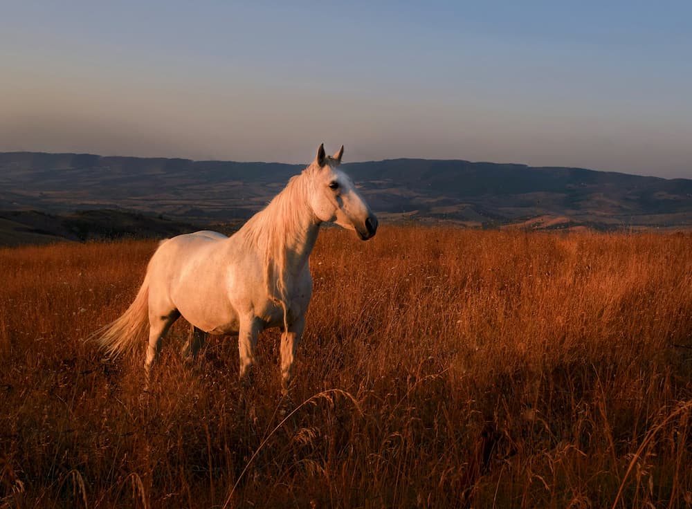 Weißes Pferd in goldener Abendsonne auf weiter Steppe – Symbol für das Feuer Pferd im Bazi 2026 und die Energie des Bazi Workshops „Feuertanz“ mit Maria Kosmala.