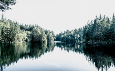 Zeitqualität März 2026 – Aufrichtigkeit im Spiegel des Yin Metall Hasen