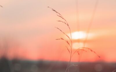 Zeitqualität Mai 2026 – Dein Körper kennt den Weg