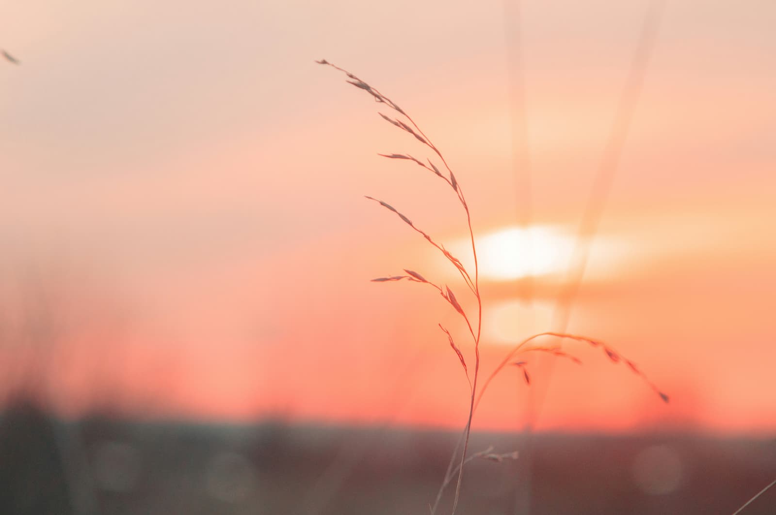 Grashalm im Abendlicht – Zeitqualität Mai 2026 Wasserschlange Feuer und Feinfühligkeit